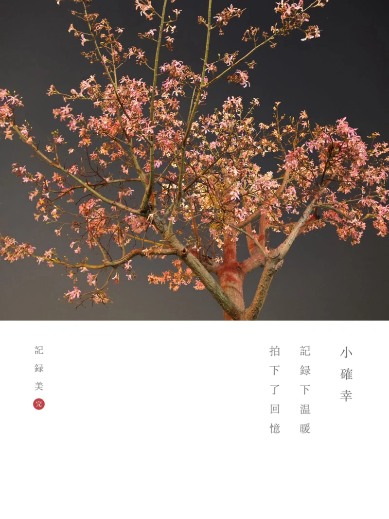 高林公园夜晚的花